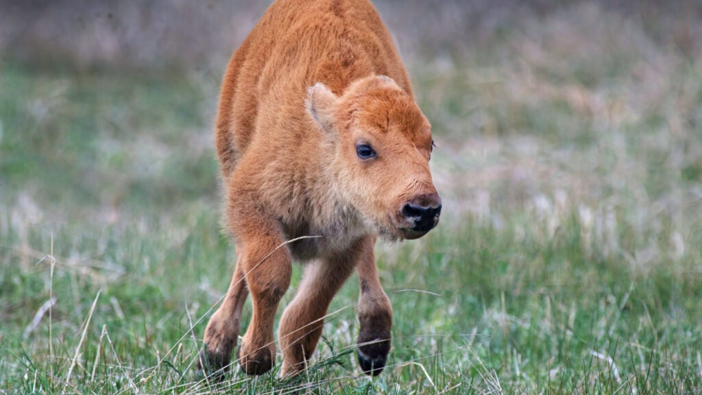 A Yellowstone Visitor Tried to Help a Baby Bison—and Caused Its Death Instead