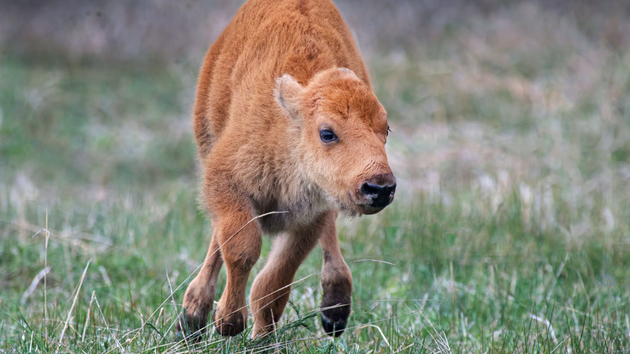 Bison Cal A Yellowstone Visitor Tried to Help a Baby Bison—and Caused Its Death ...