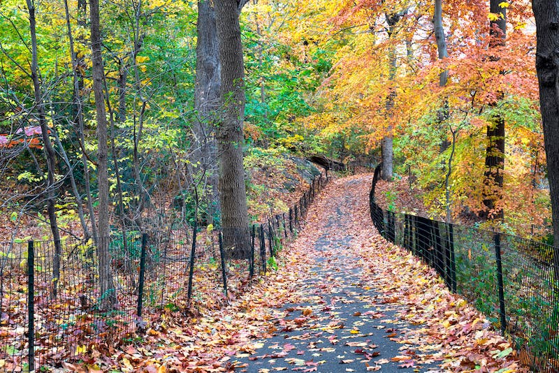Trees growing in forest during autumn, New York City, New York