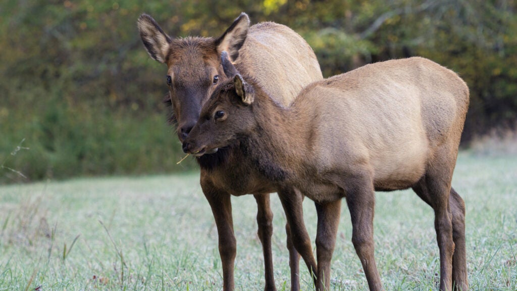 Yellowstone Is Once Again Asking You to Stay Away from the Animals