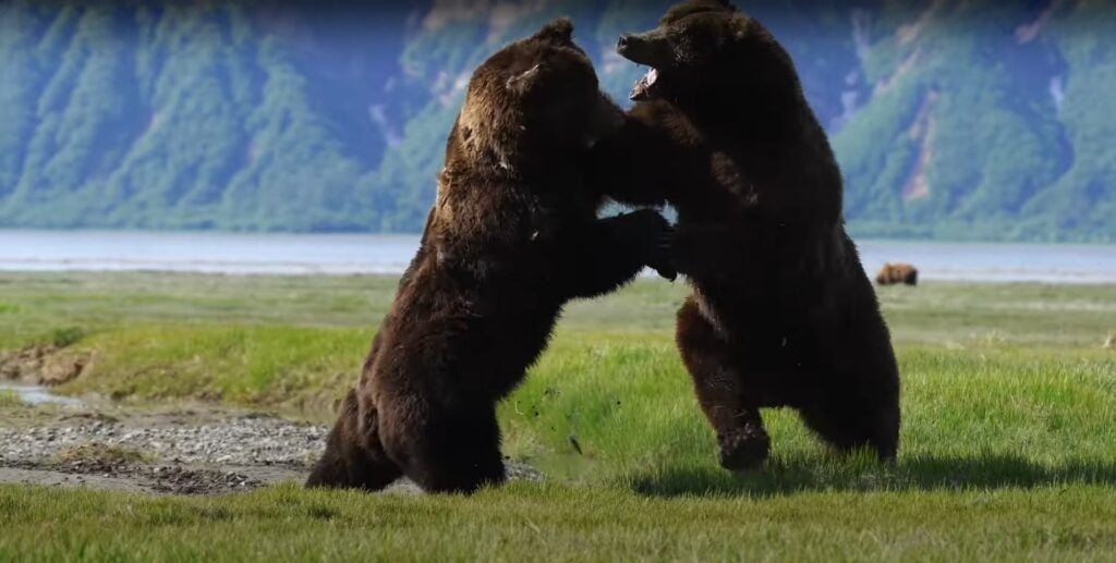 NextImg:Watch Two Alaskan Monster Grizzly Bears Go at It