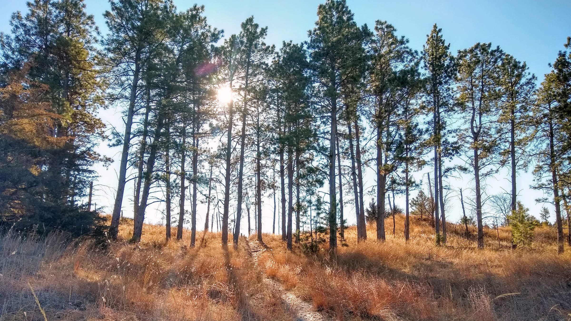 Nebraska National Forest