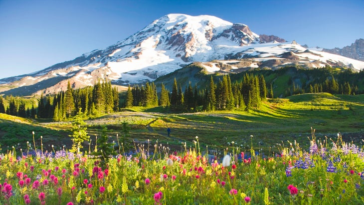 Mount Rainier with flowers