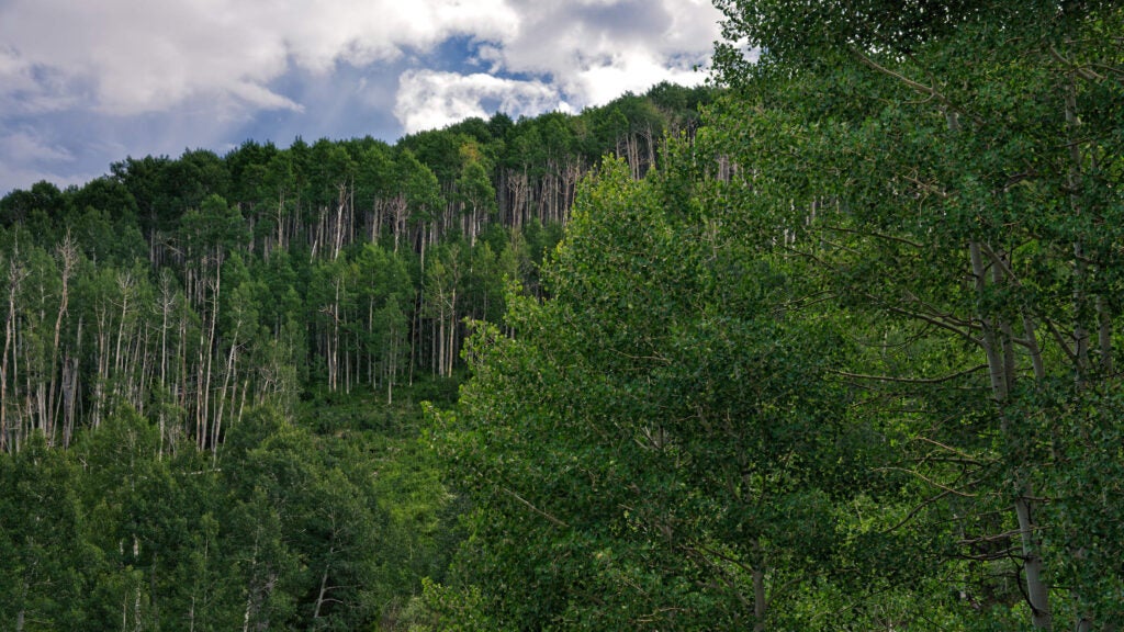 Colorado Hiker Finds Three "Mummified" Bodies in Remote Campsite