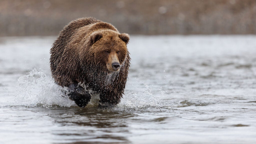 NextImg:Close Call of The Week: Brown Bear Bluff Charges in Alaska
