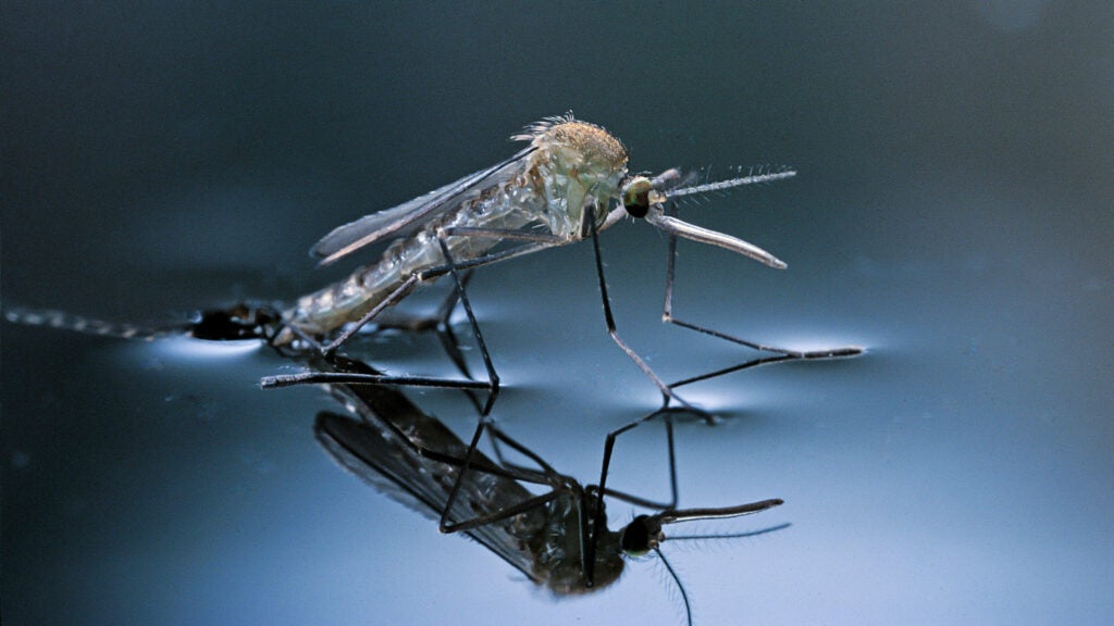 Get Ready to Get Itchy: A “Mosquito Surge” Is Hitting the California Mountains
