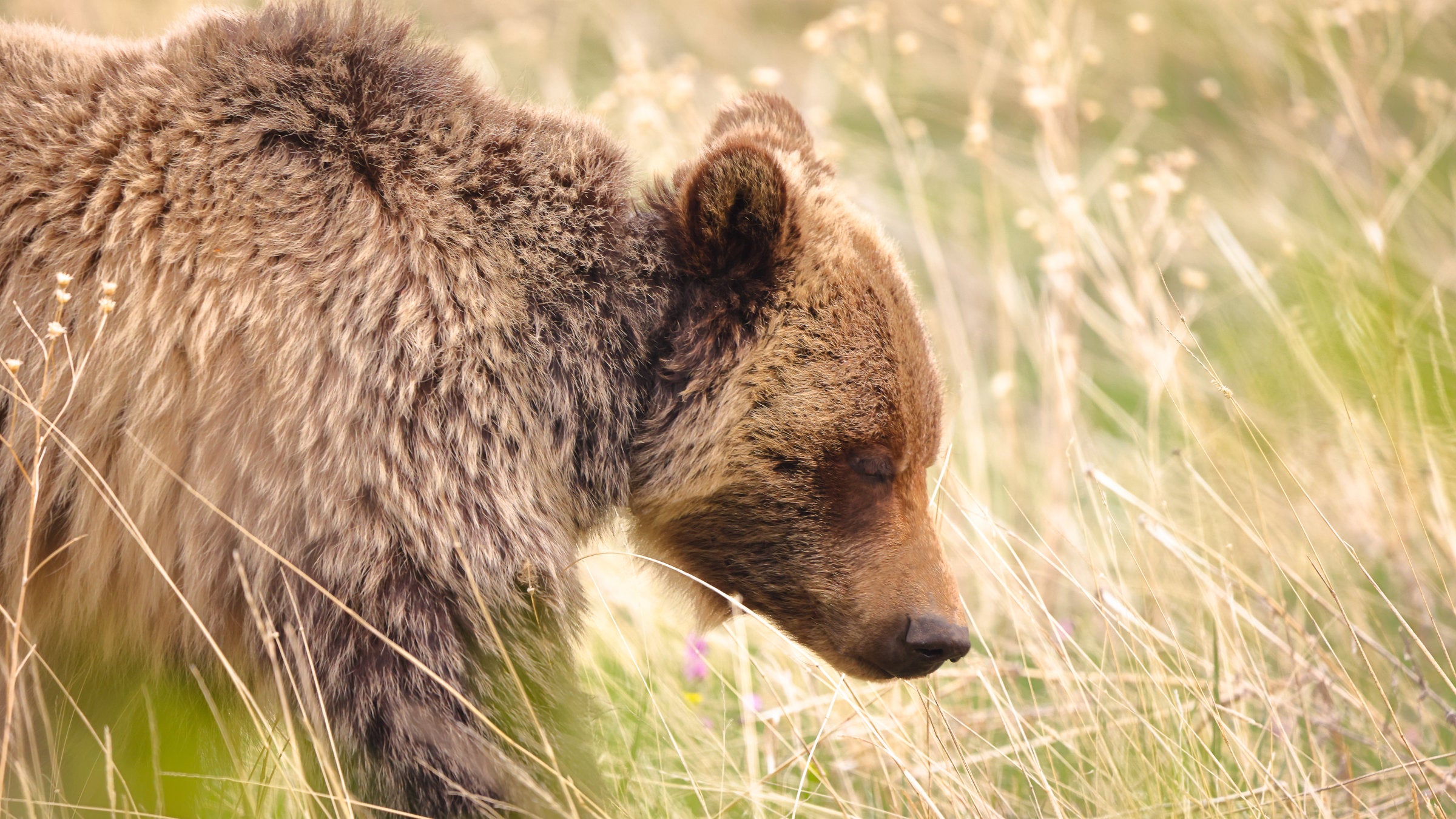 Woman Is Killed by a Bear Near Yellowstone, Officials Say - The