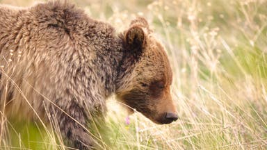 Woman Dies in Rare Grizzly Bear Attack Near Yellowstone