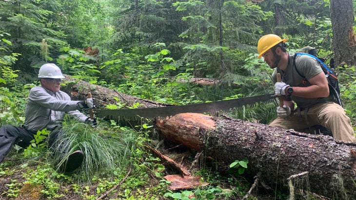 two workers sawing log