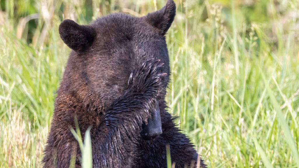 NextImg:Yellowstone Tourists Chasing a Bear Is the Dumbest Thing We’ve Ever Seen