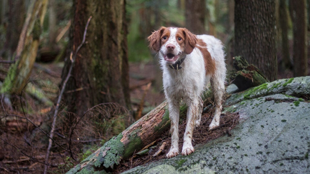 NextImg:Should I Let My Dog Off-Leash While Hiking?