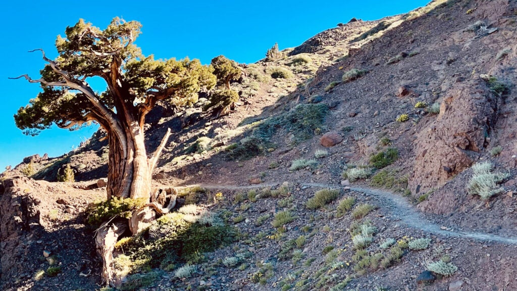 NextImg:Can This PCT Runner Maintain a 58-Mile-a-Day Pace?