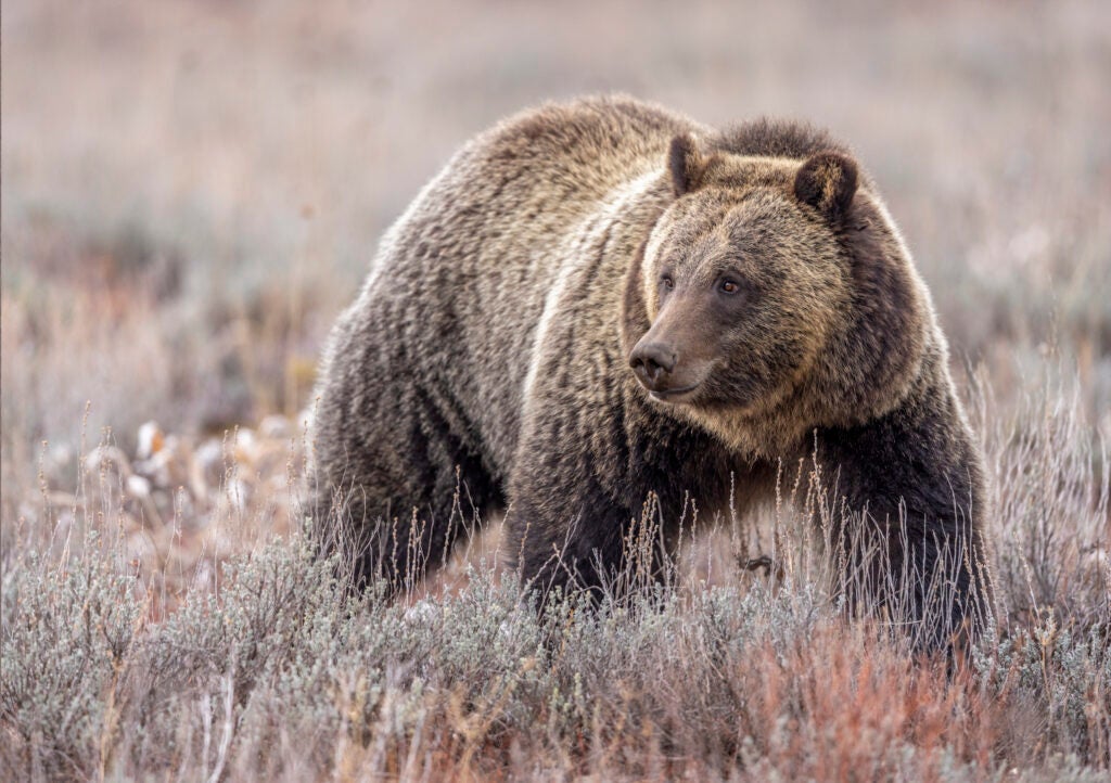 NextImg:Are the Animals Sick of Us?