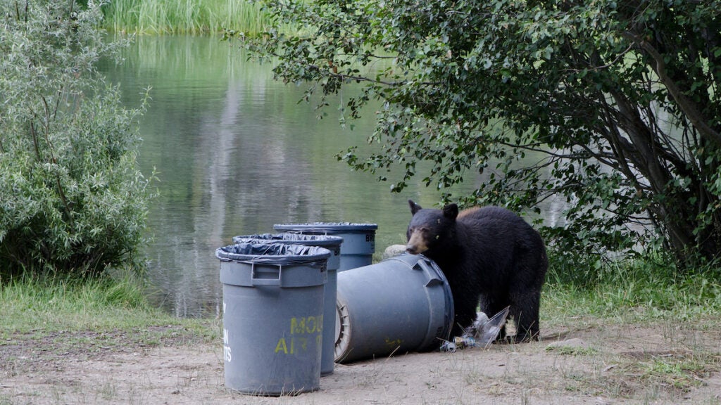 NextImg:Bear Euthanized After Human Garbage Caused Intestinal Blockage