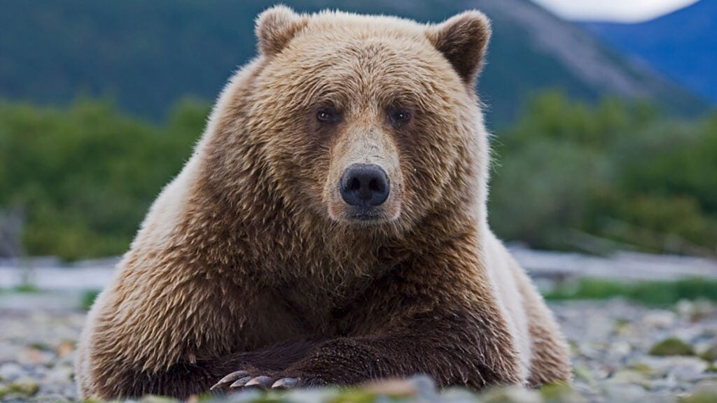 NextImg:A Grizzly Bear Killed Two People and Their Dog in Banff National Park