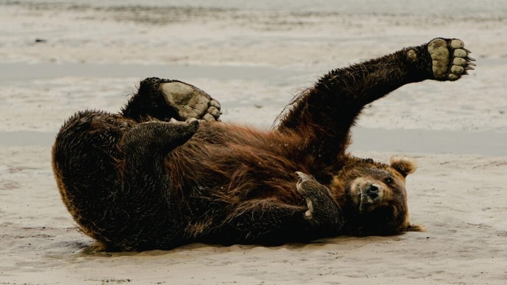 NextImg:You Can Be a Bear Guide, Too—If You Can Handle the Heat