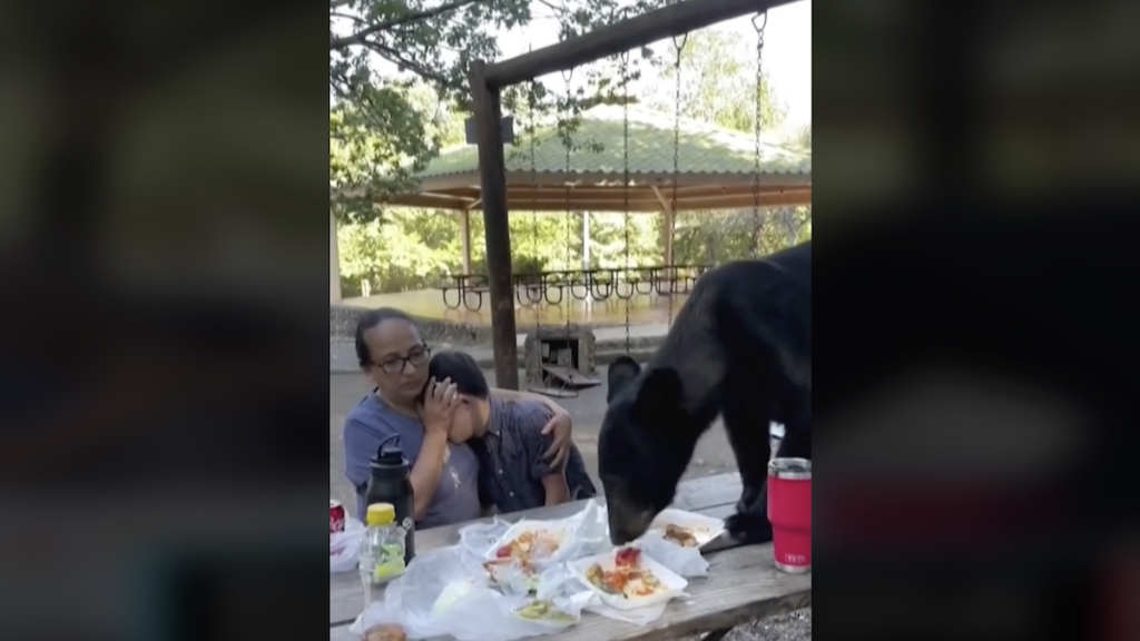 NextImg:Close Call of the Week: Picnic Lunch With a Bear