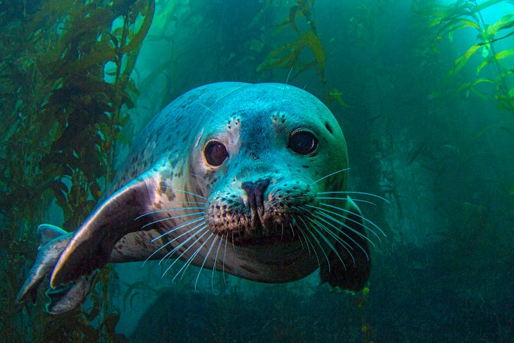 seal in channel islands