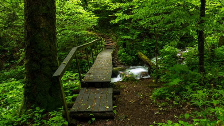 boardwalk in forest