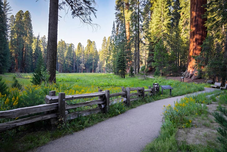 USA, California, Sequoia National Park, Big Tree Walk
