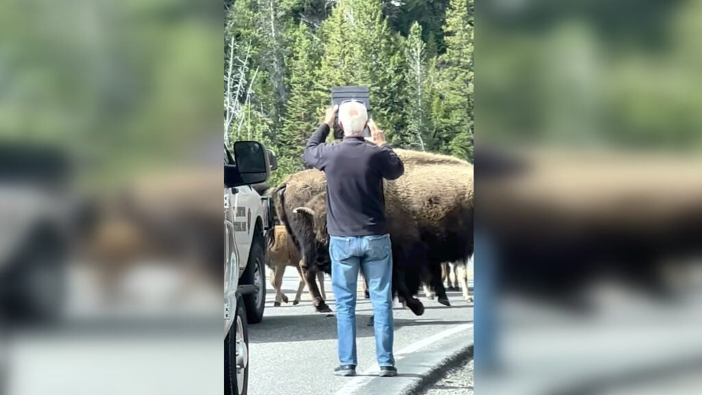 Close Call of the Week: Getting in a Bison's Face to Take a Video