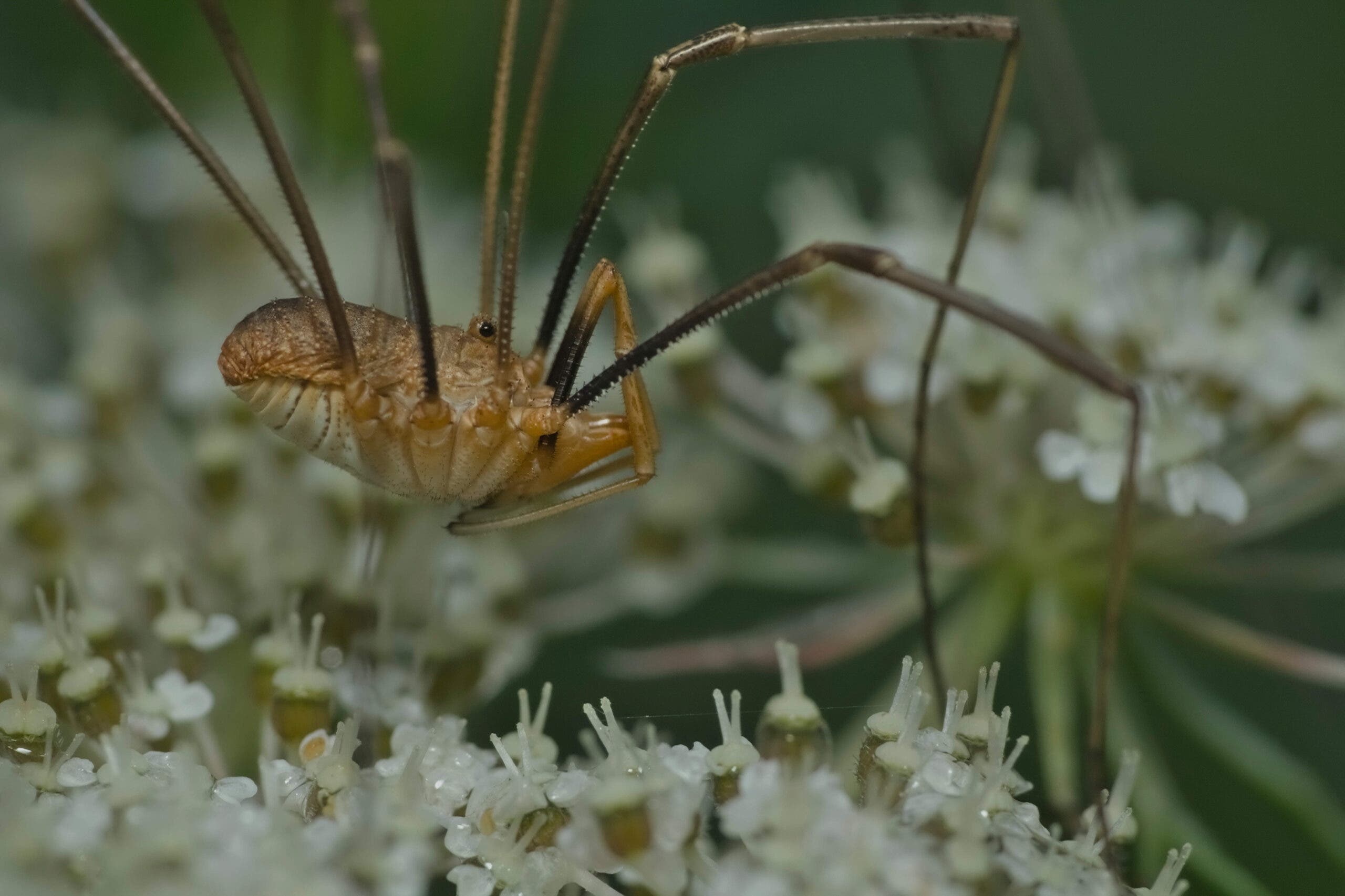 Harvestman