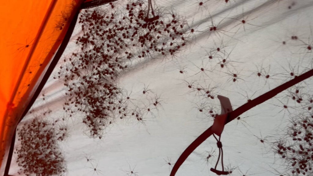 NextImg:The Cool, Creepy Reason Why Hundreds of “Spiders” Surrounded a Hiker’s Tent
