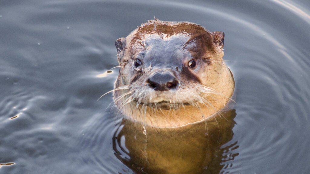 NextImg:California’s River Otters Are Cute, Cuddly—and Keep Attacking People