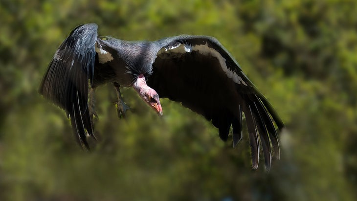 California Condor