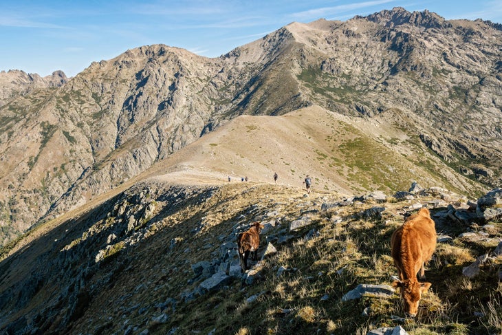 Mountain view with cow grazing in foreground