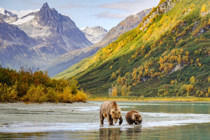 A pair grizzly bears walking in a stream in front of mountains