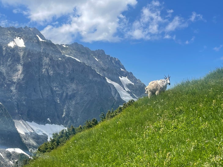 A mountain goat climbs on the grassy hills along Cascade Pass and Sahale Arm in Washington.