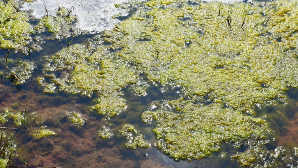 NextImg:Ask a Thru-Hiker: Help! All the Water Sources Are Disgusting.