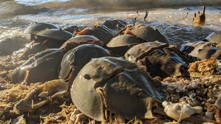 florida crabs