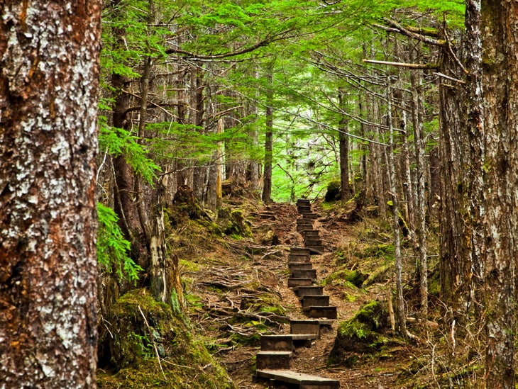 forest with board path