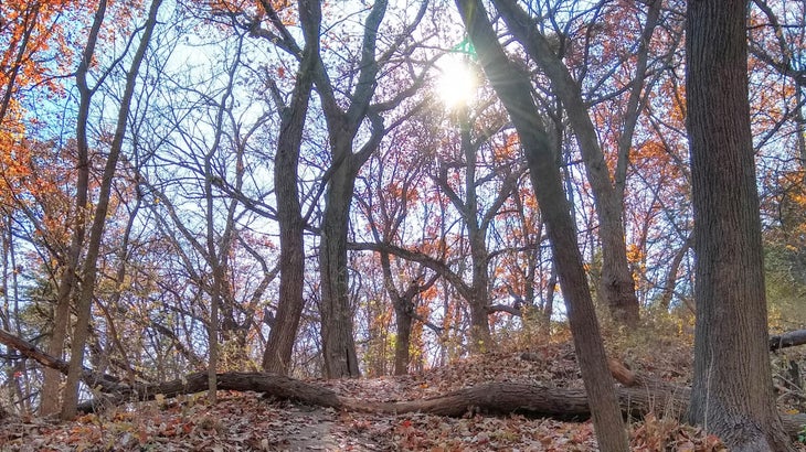 Forest in Autumn