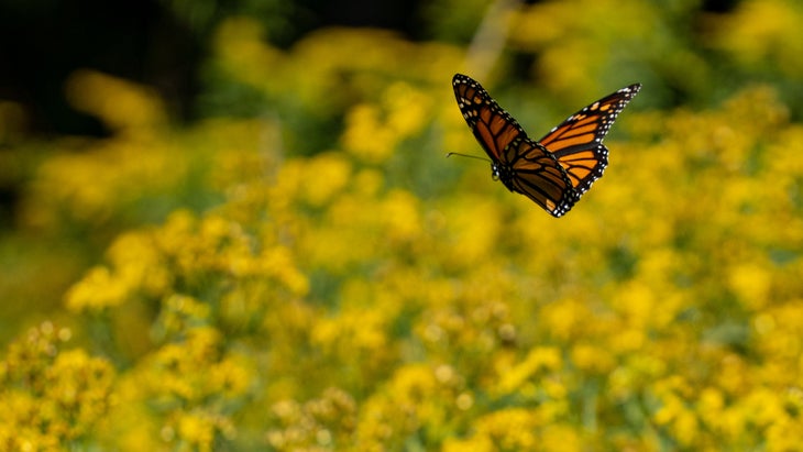 butterfly with yellow flowers