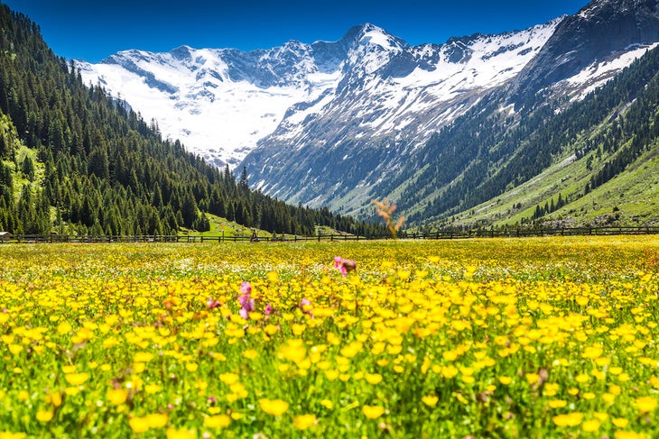 Colorful meadow with flowers and snowy mountains in the background in the Austrian Alps