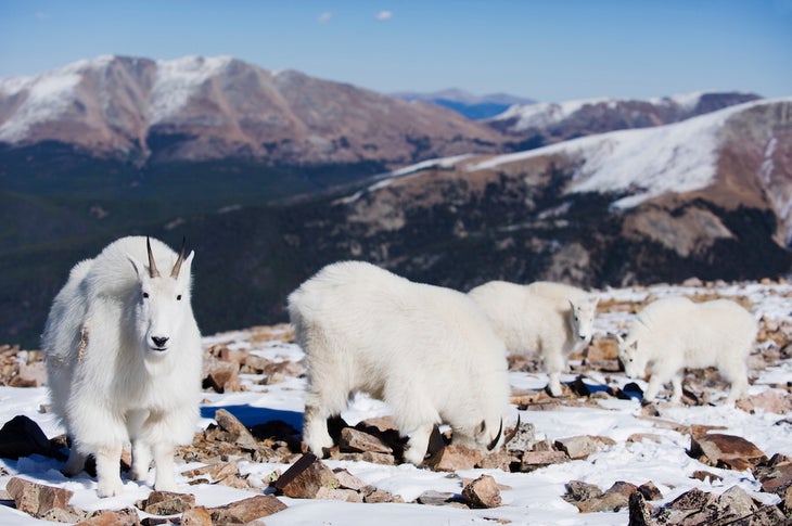 Mountain goat on Quandary Peak, a mountain above 14000 feet, known as a 14er, Colorado, United States of America, North America