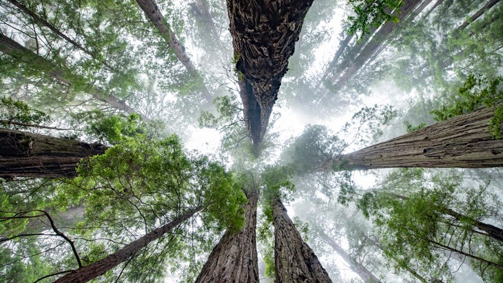 Redwood National Park