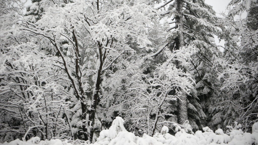NextImg:Snowshoer Rescued at Donner Pass, Where Settlers Once Ate Each Other