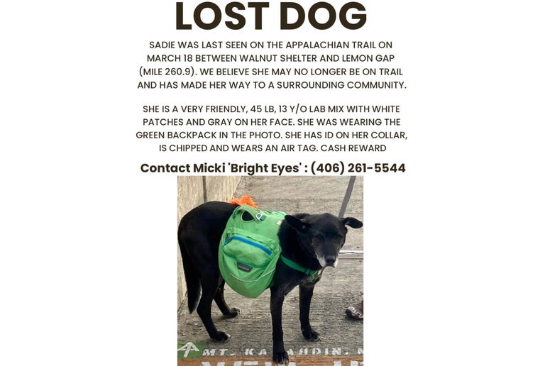 A "Triple Crowner" Hiking Dog Went Missing on the Appalachian Trail ...