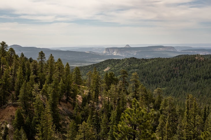 View South of Bryce Canyon From Riggs Spring Loop in summer