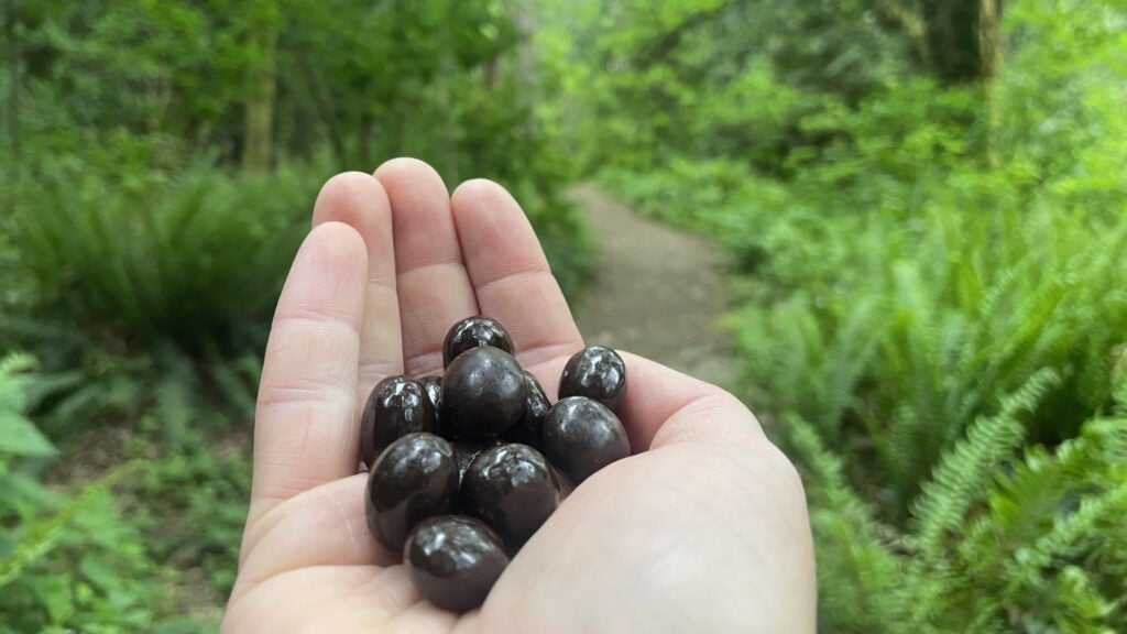 Chocolate-Covered Coffee Beans Are the Best Camping Hack - Vimarsana News