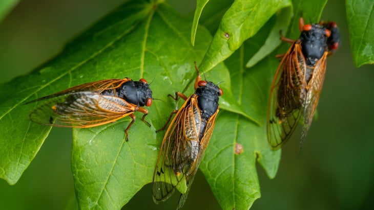 Cicadas