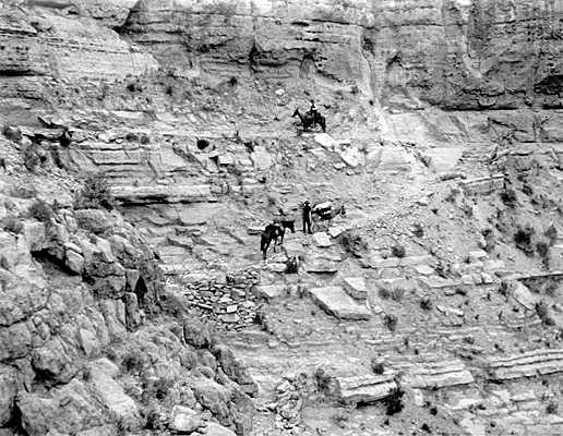 mules on trail