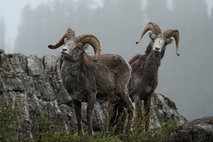 Stone's sheep along the Alaska Highway.