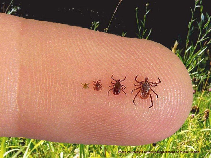 different sizes of black legged ticks on a human finger