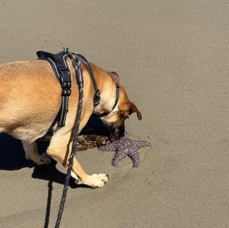 A dog sniffs a sea star on the sand.