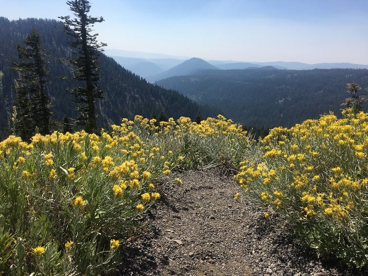 Wildflowers in bloom at Lassen Volcanic National Park in California
